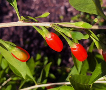 Explore the Benefits of Growing Goji Berries