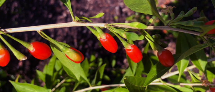 Explore the Benefits of Growing Goji Berries