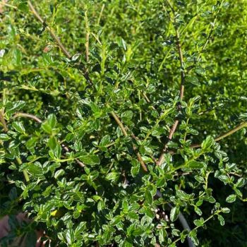 Joan Mirov Ceanothus