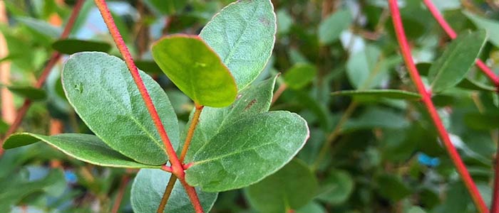 Elevate Your Landscape with Eucalyptus Trees!