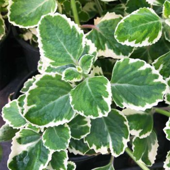 Variegated Cuban Oregano