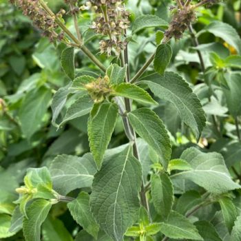 Vana Tree Tulsi