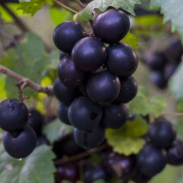 Majesty Muscadine Grape available at One Green World Nursery