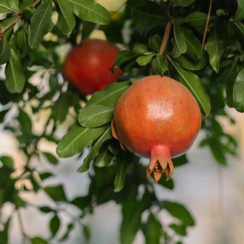 Red Silk Pomegranate