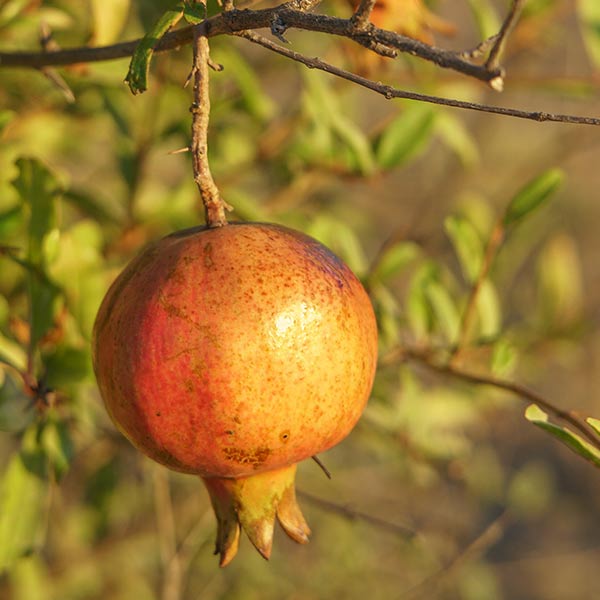 Sirenevyi Pomegranate Available At One Green World Nursery