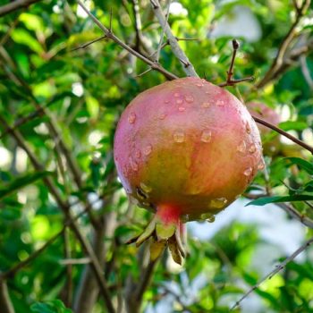Sumbar Pomegranate