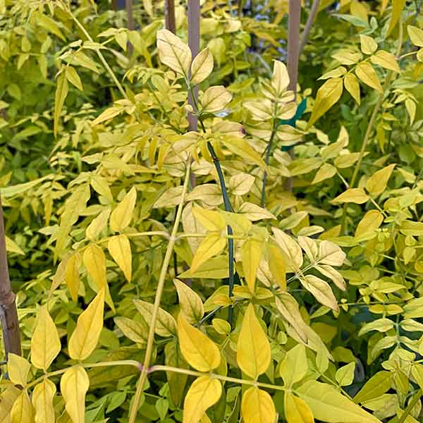 Fiona Sunrise Jasmine One Green World Nursery