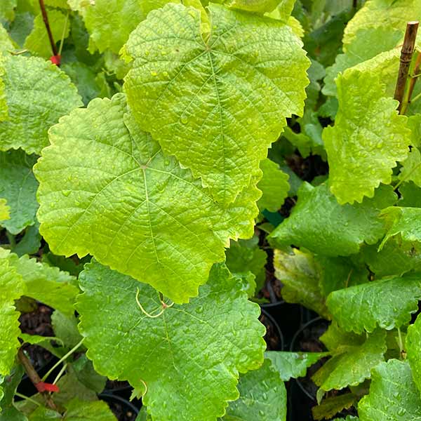 Muscat of Norway Red Grapevine  Cloud Mountain Farm Center & Nursery