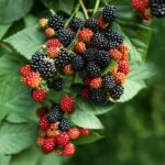 Prime Ark Traveler Thornless Blackberry