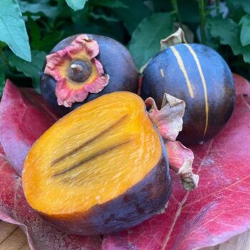 Raven™ Asian Persimmon
