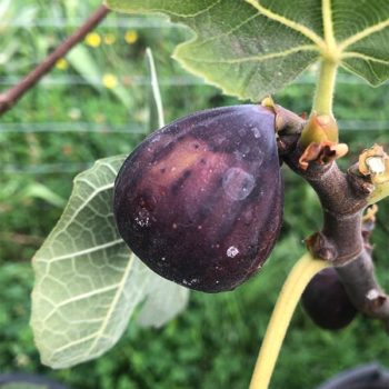 Takoma Violet Fig Tree