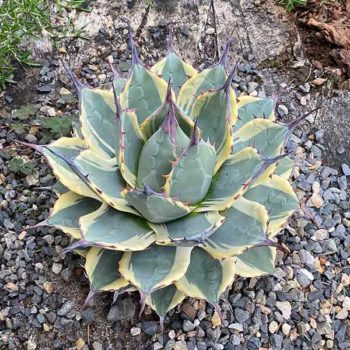 Cream Spike Agave