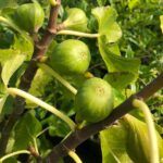 Battaglia Green Fig