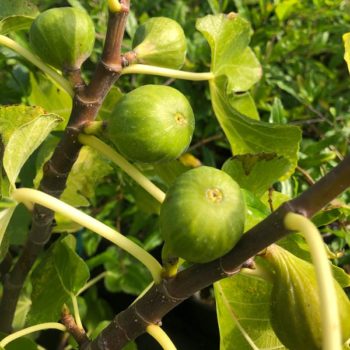 Battaglia Green Fig Tree