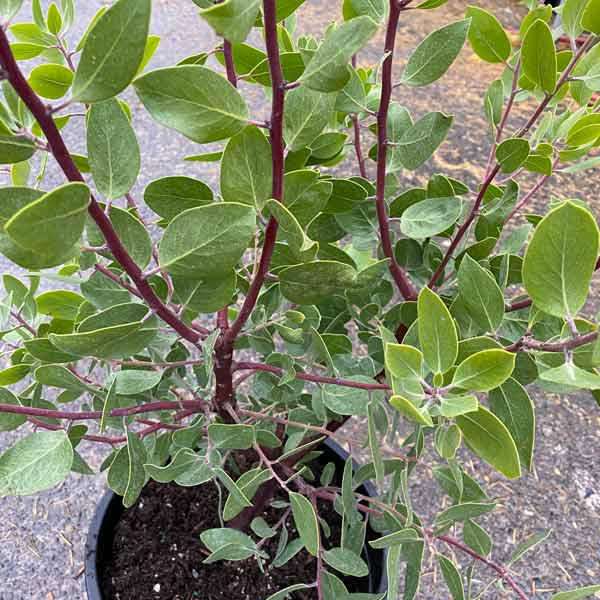 St. Helena Manzanita One Green World