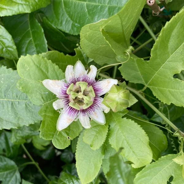 One of the tastiest, Frederick Passion Fruit produces an abundance of beautiful passionflowers followed by the deliciously tangy passion fruit.