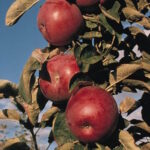 Columnar Apple Tree Bundle
