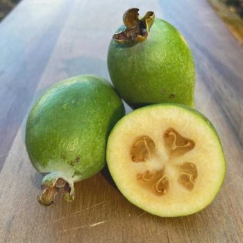 Ramsey Pineapple Guava