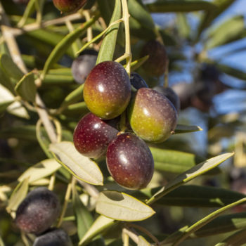 Bouquetier Olive Tree