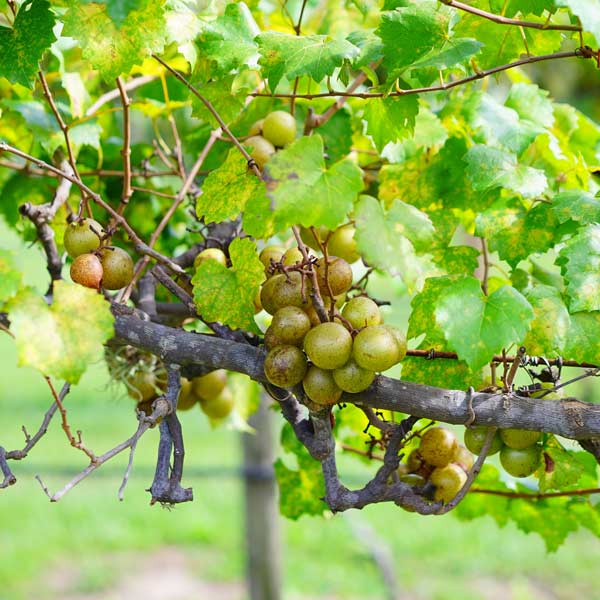 Carlos Muscadine Grape available at One Green World Nursery
