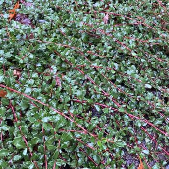 Heart’s Desire Ceanothus