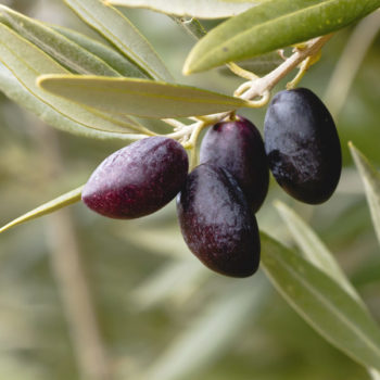 Picual Olive Tree