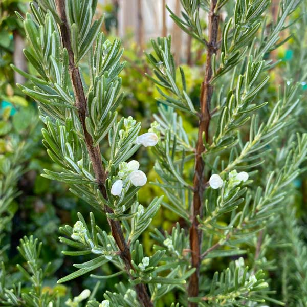 White Rosemary One Green World
