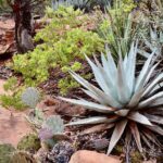Xeriscape