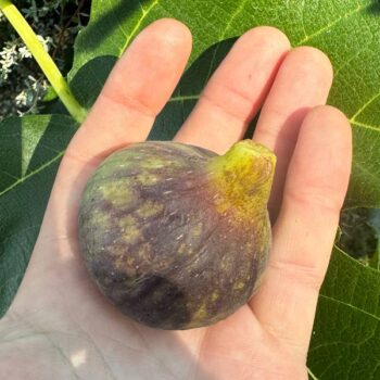 Violet Sepor Fig Tree