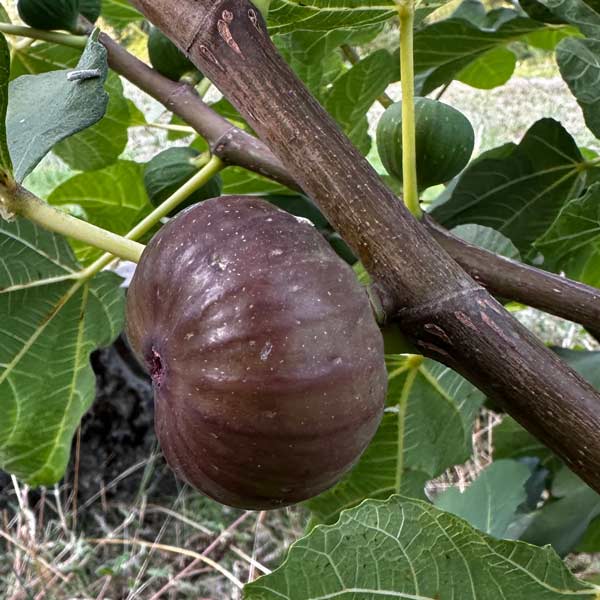 Black Zadar Fig Tree - One Green World