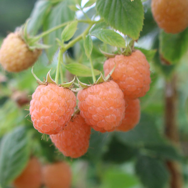 orange raspberry plant
