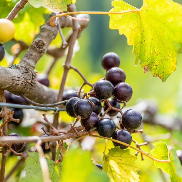 Wild Muscadine Muscadine Grapes For Sale Near Me Black Muscadine