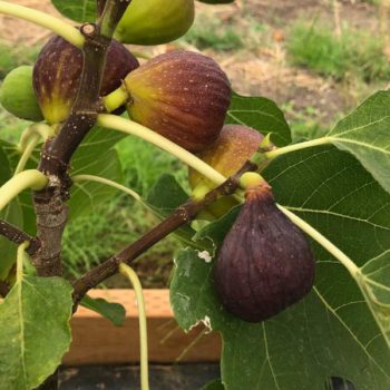 Bayernfeige Violetta Fig Tree