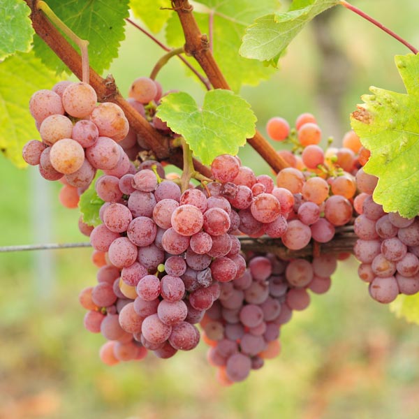 Gewurtztraminer Grape Vine - available at One Green World Nursery