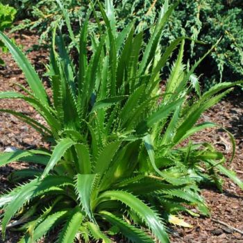 Agave Leaved Sea Holly