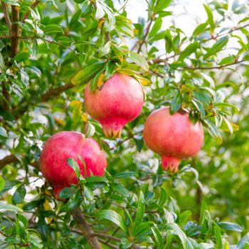 Kaim-Anor Pomegranate