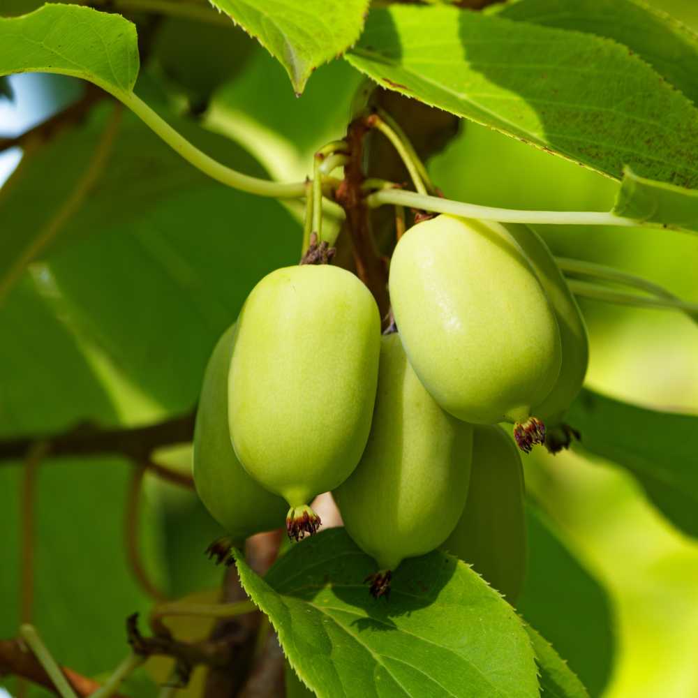 Broadmore Arctic Beauty Kiwi - One Green World