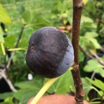 Sultane Fig