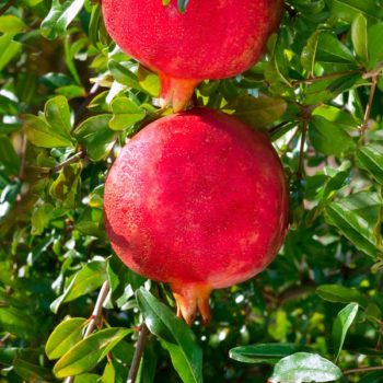 Sumbarskii Pomegranate