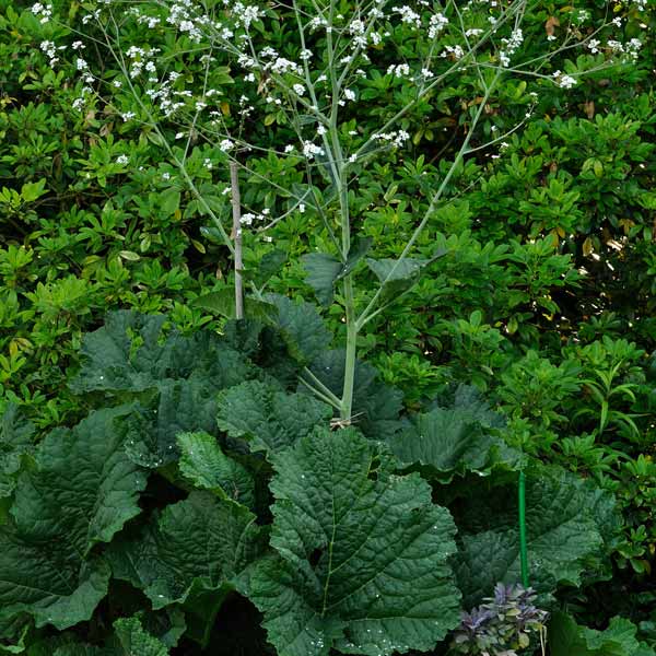 Giant Sea Kale - One Green World