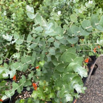 Buxton Silver Gum Eucalyptus Tree