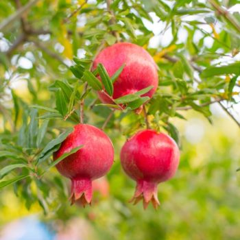 Kara Bala Miursal Pomegranate