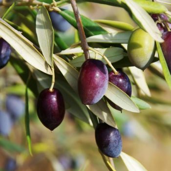 Aglandau Olive Tree