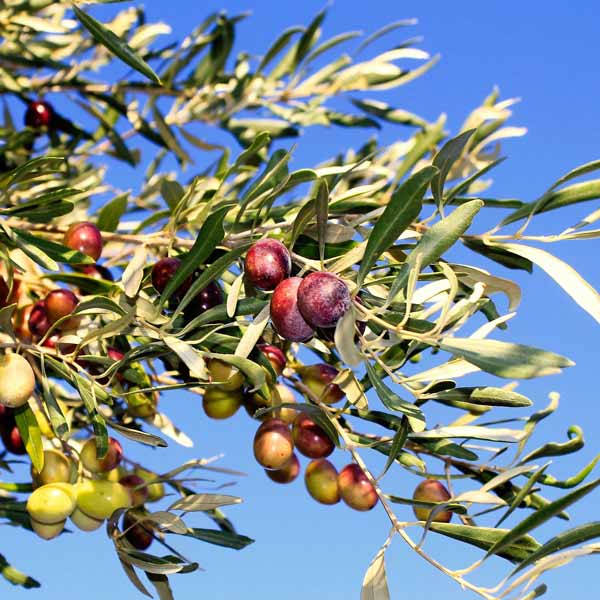 Bouteillan olive tree one green world