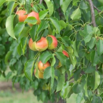 Juicy Jewel™ Asian Pear Tree