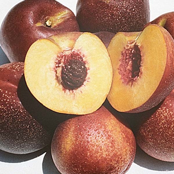 Panamint Nectarine Tree One Green World