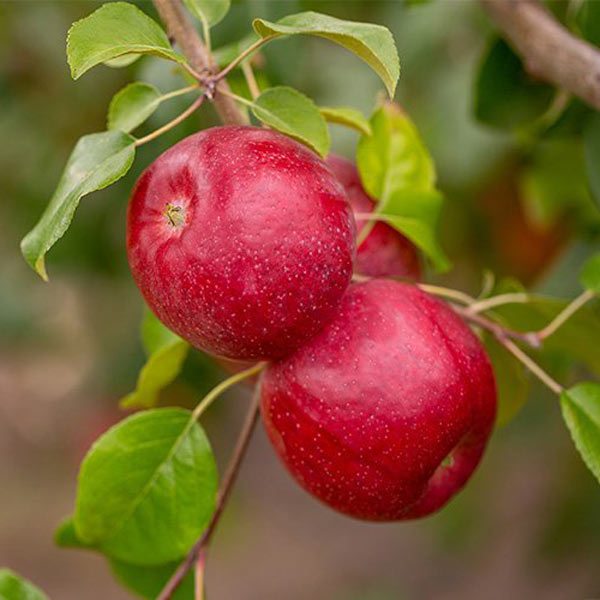 Organic Triumph® Semi-Dwarf Apple Tree - Fruition Seeds