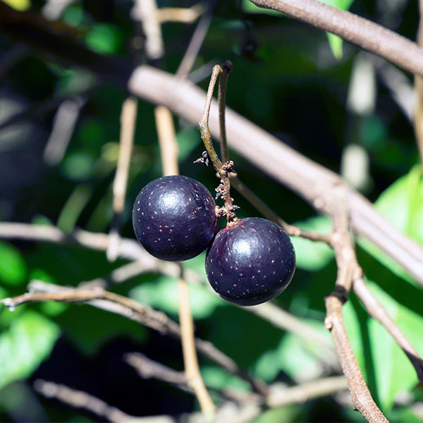 Cowart Muscadine Grape - available at One Green World Nursery