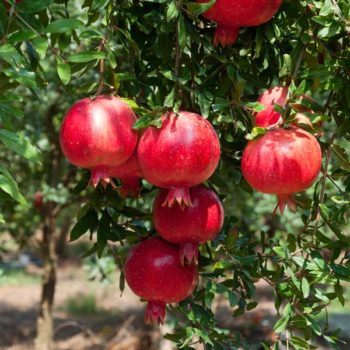 Pomegranate Bundle