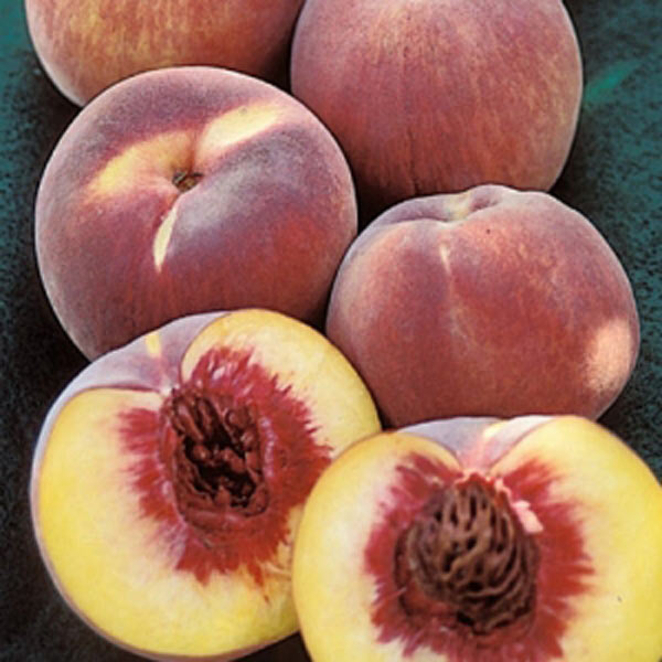 TraZee Peach Tree One Green World Nursery